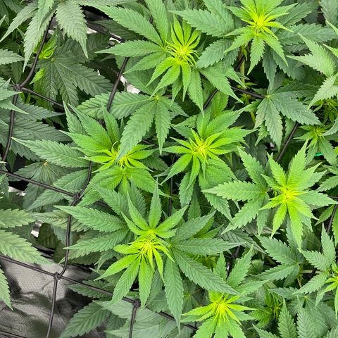 Purple Cookies Fast - by Killicz growlog timeline photo