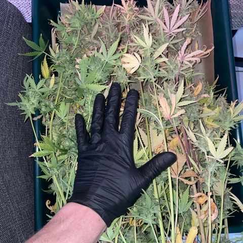 Ganja Runtz Auto - by Killicz growlog timeline photo