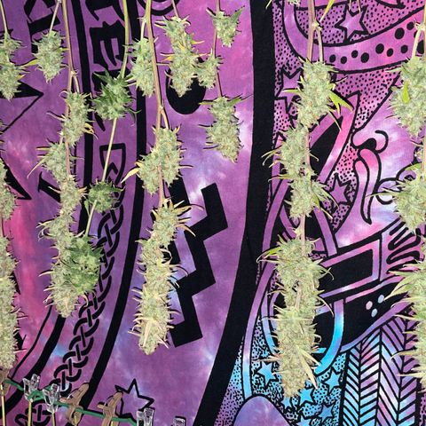 Ganja Runtz Auto - by Killicz growlog timeline photo