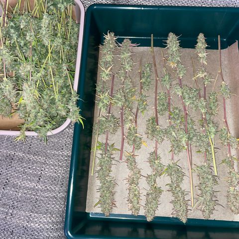 Ganja Runtz Auto - by Killicz growlog timeline photo
