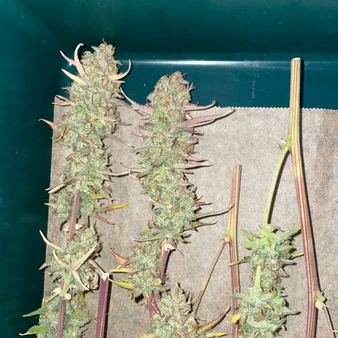 Ganja Runtz Auto - by Killicz growlog timeline photo