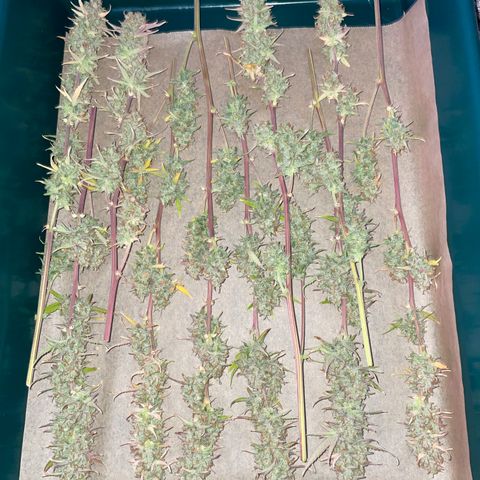 Ganja Runtz Auto - by Killicz growlog timeline photo