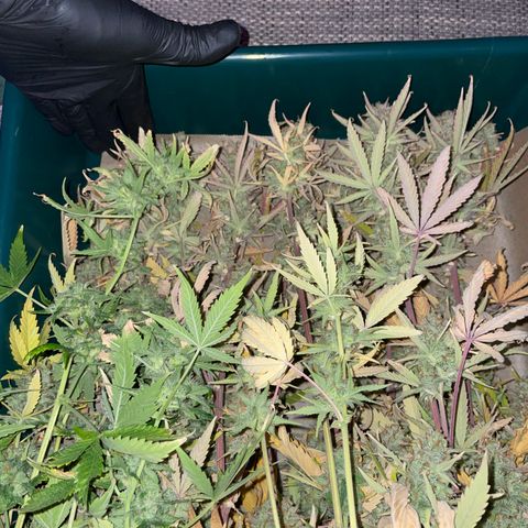 Ganja Runtz Auto - by Killicz growlog timeline photo