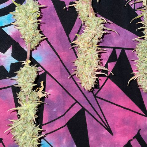 Ganja Runtz Auto - by Killicz growlog timeline photo