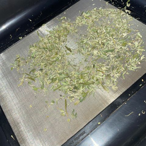 Papaya Dragon Auto - by Killicz growlog timeline photo
