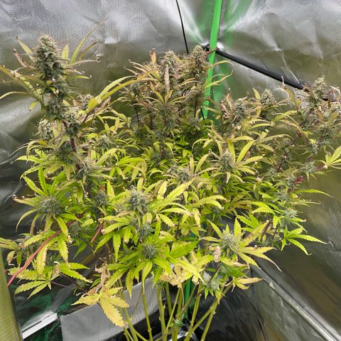 HulkBerry Automatic - by Killicz growlog timeline photo