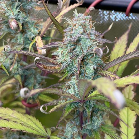 HulkBerry Automatic - by Killicz growlog timeline photo