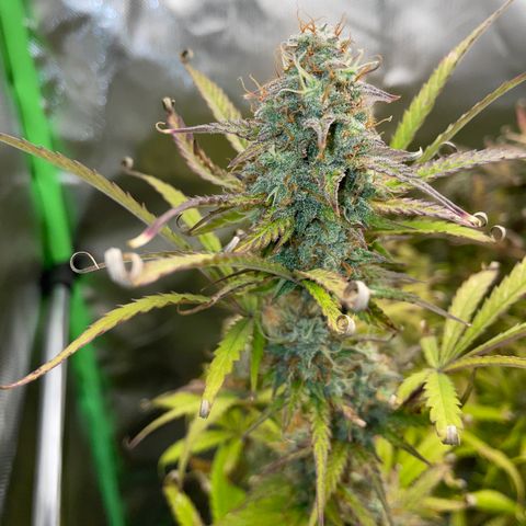 HulkBerry Automatic - by Killicz growlog timeline photo