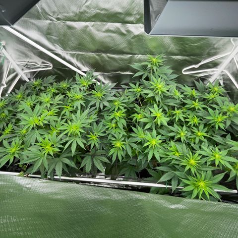 Tropicana Cookies - by Killicz growlog timeline photo