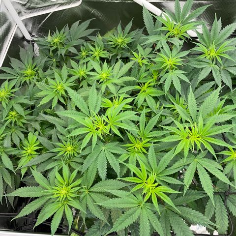 Tropicana Cookies - by Killicz growlog timeline photo