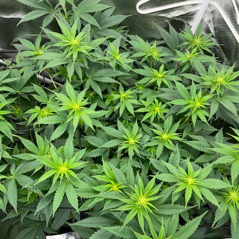 Purple Cookies Fast - by Killicz growlog timeline photo