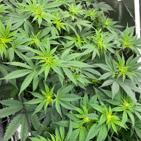 Tropicana Cookies - by Killicz growlog timeline photo