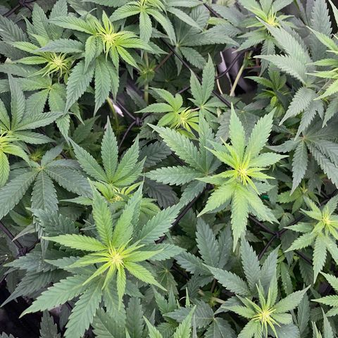 Purple Cookies Fast - by Killicz growlog timeline photo