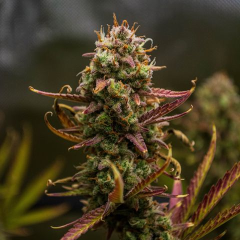 Ganja Runtz Auto - by Killicz growlog timeline photo