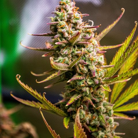 Ganja Runtz Auto - by Killicz growlog timeline photo