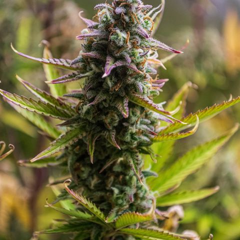 Ganja Runtz Auto - by Killicz growlog timeline photo