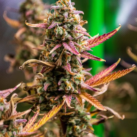 Ganja Runtz Auto - by Killicz growlog timeline photo