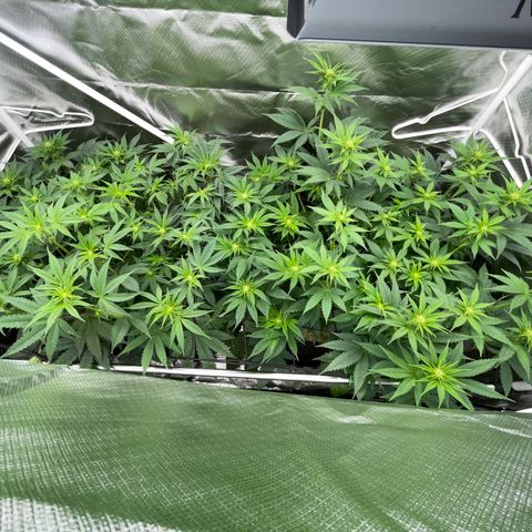 Tropicana Cookies - by Killicz growlog timeline photo