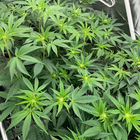 Tropicana Cookies - by Killicz growlog timeline photo
