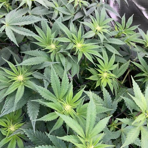 Purple Cookies Fast - by Killicz growlog timeline photo