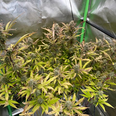 HulkBerry Automatic - by Killicz growlog timeline photo