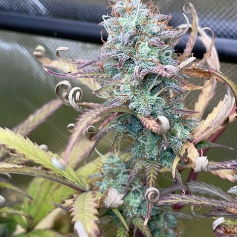 HulkBerry Automatic - by Killicz growlog timeline photo