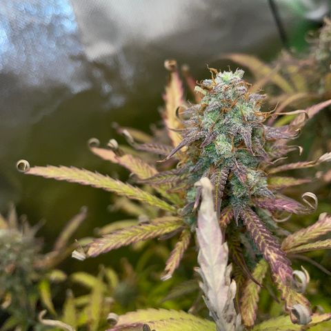 HulkBerry Automatic - by Killicz growlog timeline photo