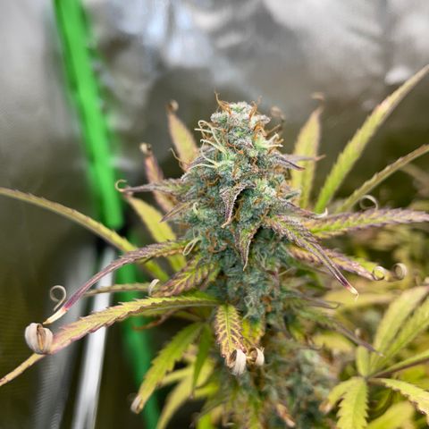 HulkBerry Automatic - by Killicz growlog timeline photo