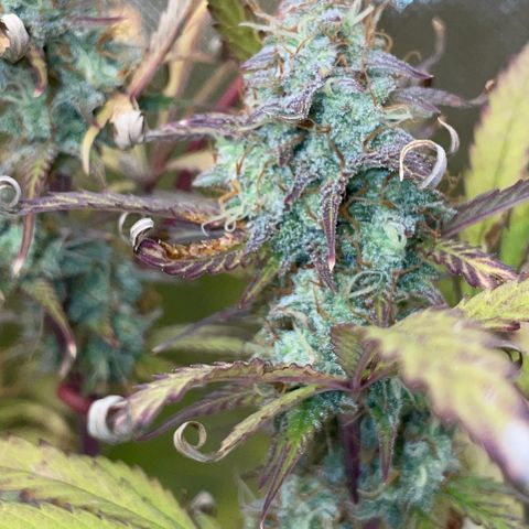 HulkBerry Automatic - by Killicz growlog timeline photo
