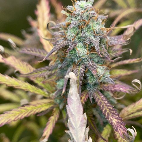 HulkBerry Automatic - by Killicz growlog timeline photo