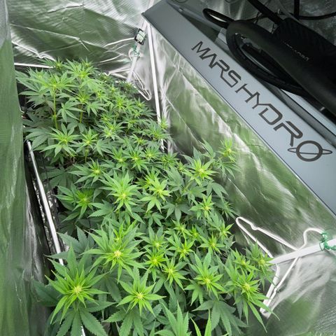 Tropicana Cookies - by Killicz growlog timeline photo