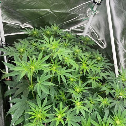 Tropicana Cookies - by Killicz growlog timeline photo