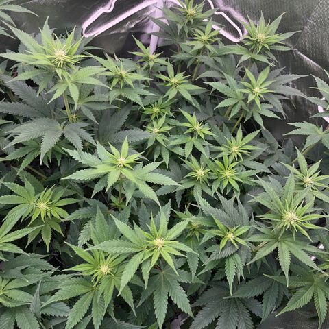 Purple Cookies Fast - by Killicz growlog timeline photo