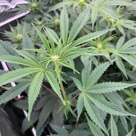 Tropicana Cookies - by Killicz growlog timeline photo