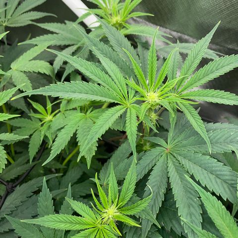 Tropicana Cookies - by Killicz growlog timeline photo