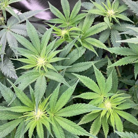 Purple Cookies Fast - by Killicz growlog timeline photo