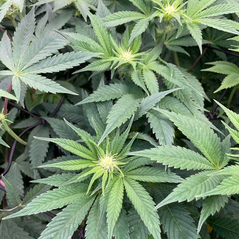 Purple Cookies Fast - by Killicz growlog timeline photo