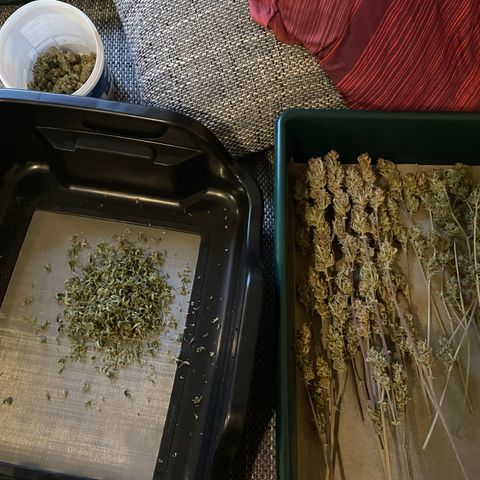 Ganja Runtz Auto - by Killicz growlog timeline photo