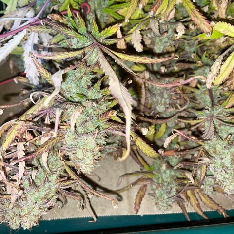 HulkBerry Automatic - by Killicz growlog timeline photo