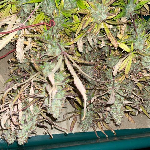 HulkBerry Automatic - by Killicz growlog timeline photo
