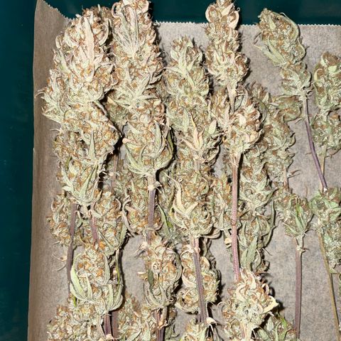 Ganja Runtz Auto - by Killicz growlog timeline photo
