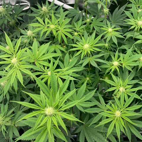 Tropicana Cookies - by Killicz growlog timeline photo