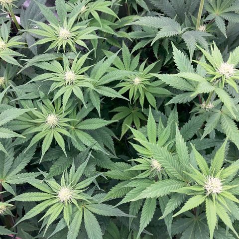 Purple Cookies Fast - by Killicz growlog timeline photo
