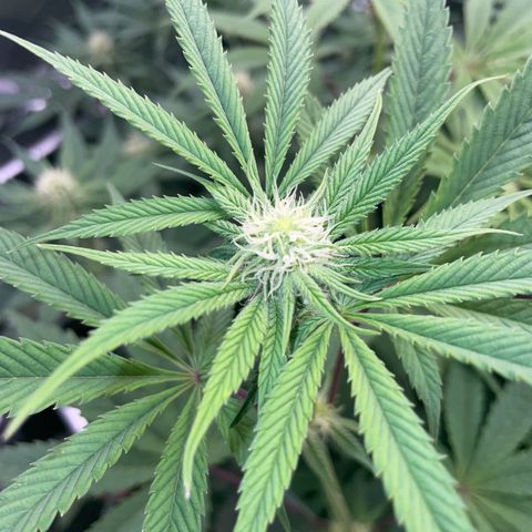 Tropicana Cookies - by Killicz growlog timeline photo