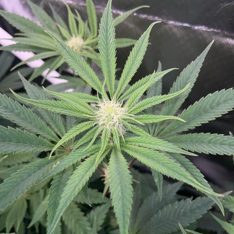 Tropicana Cookies - by Killicz growlog timeline photo