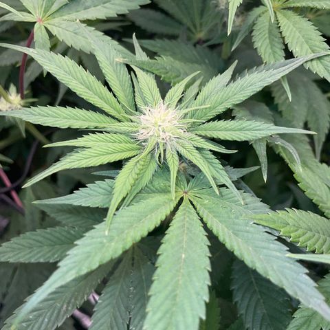Purple Cookies Fast - by Killicz growlog timeline photo