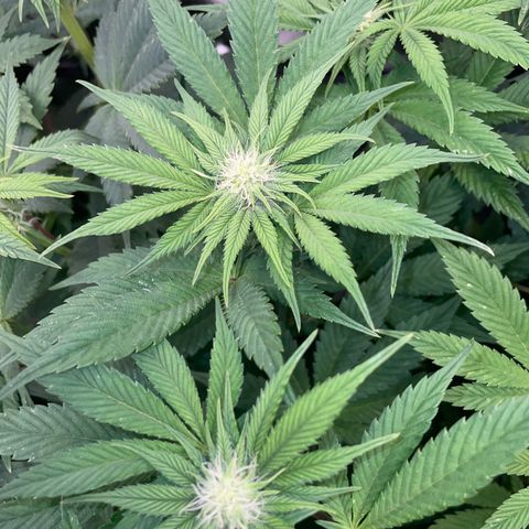 Purple Cookies Fast - by Killicz growlog timeline photo
