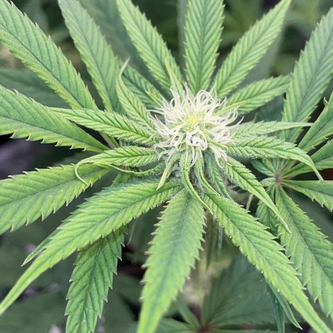 Tropicana Cookies - by Killicz growlog timeline photo