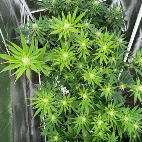 Tropicana Cookies - by Killicz growlog timeline photo
