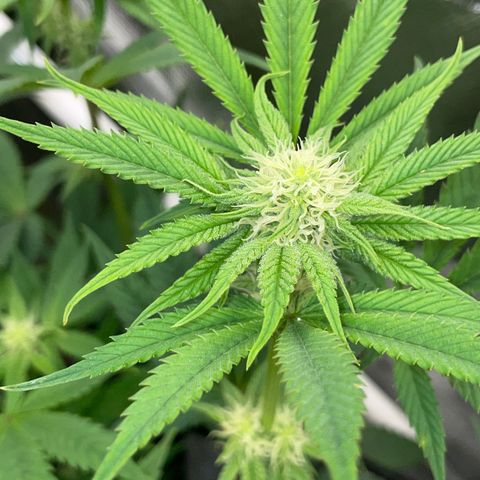 Tropicana Cookies - by Killicz growlog timeline photo
